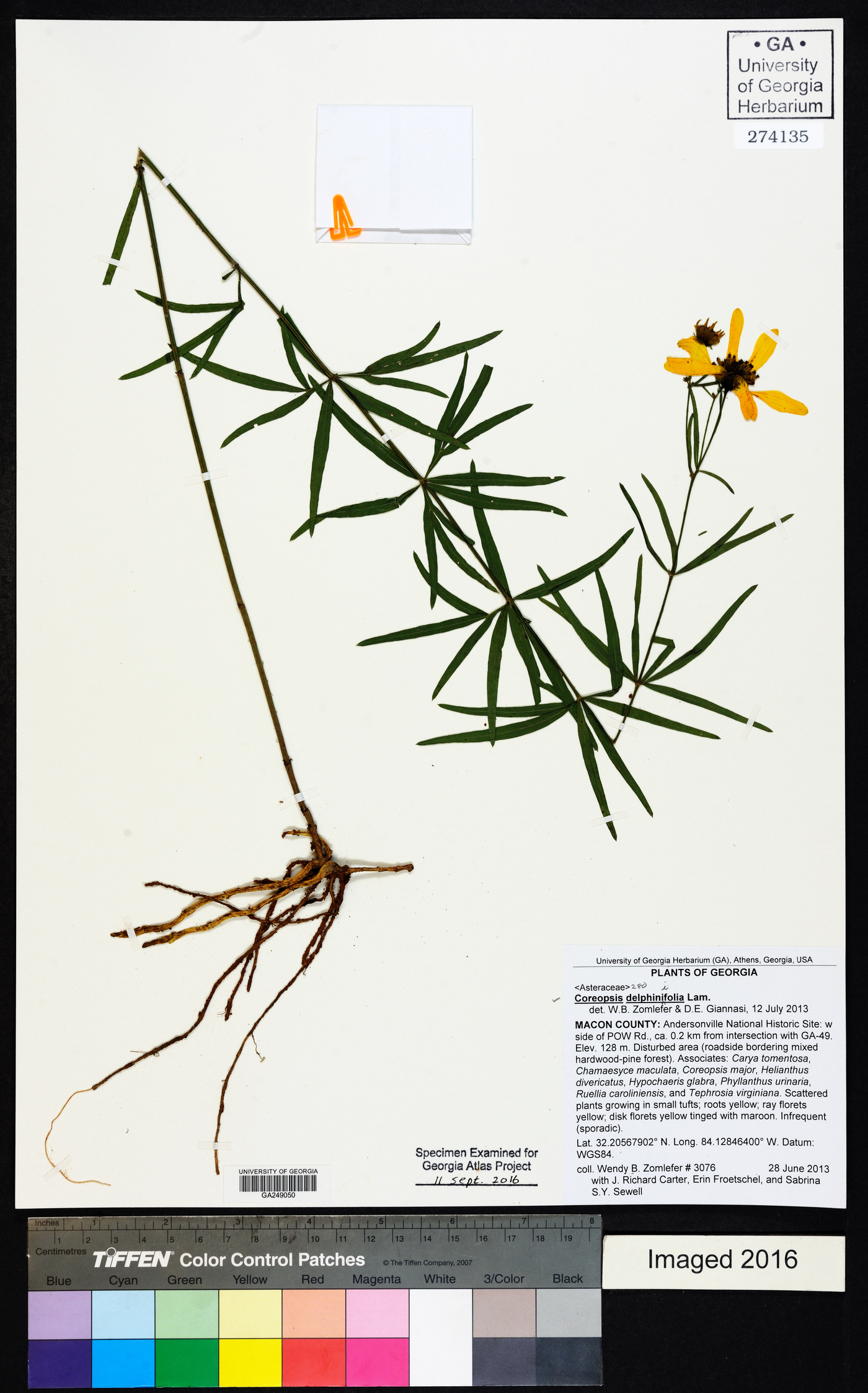 Coreopsis delphiniifolia image