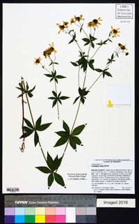 Coreopsis major image