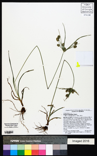 Cyperus retrorsus image