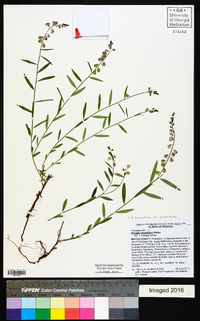 Asemeia grandiflora image