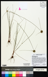 Cyperus filiculmis image