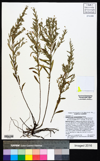 Helianthemum rosmarinifolium image