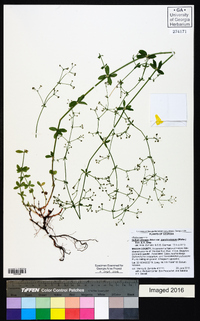 Galium pilosum image