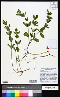 Dyschoriste oblongifolia image