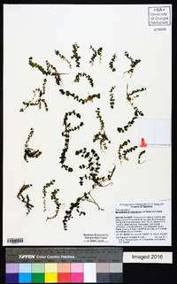 Micranthemum umbrosum image