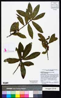 Quercus hemisphaerica image