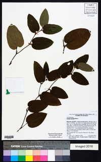 Smilax pumila image