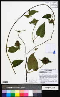 Jacquemontia tamnifolia image