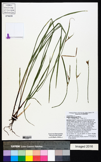 Scleria triglomerata image