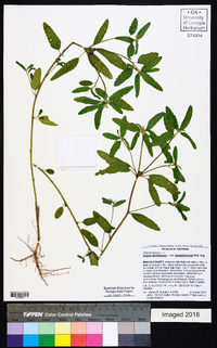 Croton glandulosus var. septentrionalis image