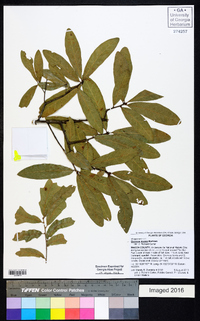 Quercus incana image