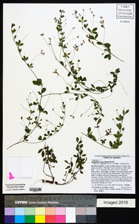 Lespedeza procumbens image