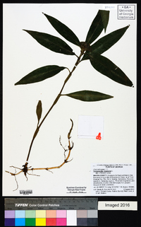 Tradescantia virginiana image