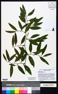 Smilax smallii image