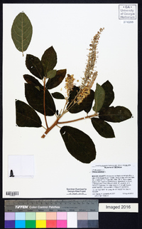 Clethra alnifolia image