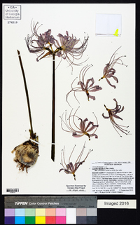 Lycoris radiata image