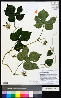 Ipomoea hederacea image