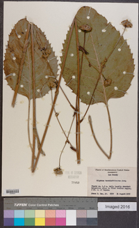 Silphium terebinthinaceum image