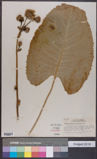 Silphium terebinthinaceum image