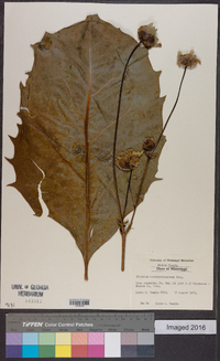 Silphium terebinthinaceum image