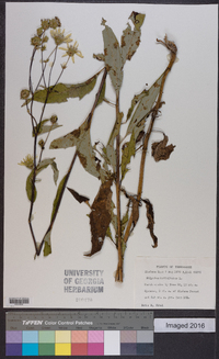 Silphium asteriscus var. trifoliatum image