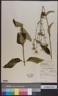 Silphium asteriscus var. trifoliatum image