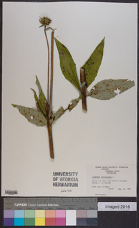 Silphium asteriscus var. trifoliatum image