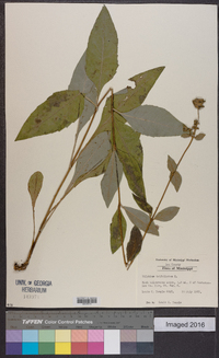 Silphium asteriscus var. trifoliatum image