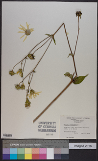 Silphium asteriscus var. trifoliatum image