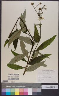 Silphium asteriscus var. trifoliatum image