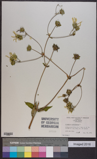 Silphium asteriscus var. trifoliatum image