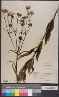 Silphium asteriscus image