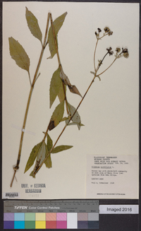 Silphium asteriscus var. trifoliatum image