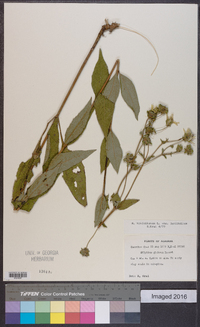 Silphium asteriscus var. latifolium image