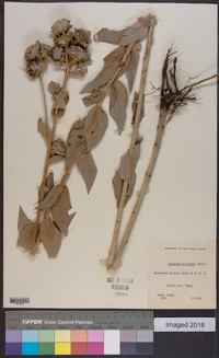 Silphium asteriscus var. laevicaule image