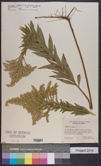 Solidago canadensis var. gilvocanescens image