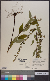 Solidago arguta var. boottii image