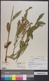 Solidago arguta var. boottii image