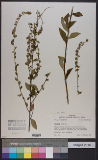 Solidago arguta var. boottii image