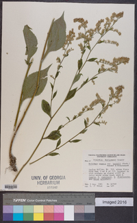 Solidago arguta var. boottii image