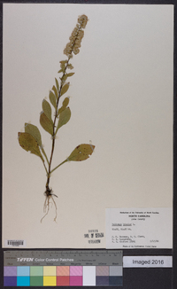 Solidago bicolor image