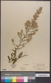 Solidago bicolor image