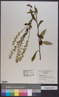 Solidago bicolor image