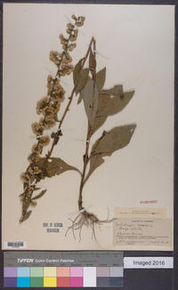 Solidago bicolor image