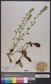 Solidago bicolor image