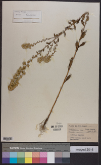 Solidago bicolor image