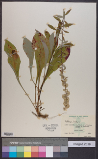 Solidago bicolor image