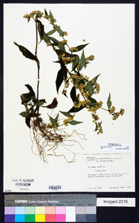 Solidago caesia var. zedia image