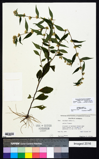 Solidago caesia var. zedia image