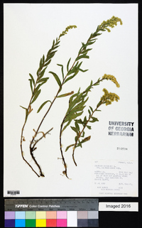 Solidago canadensis var. gilvocanescens image